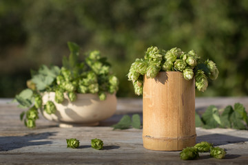 Fresh picked whole green fragile hop twig leafs Vintage style. Beer production brewery ingredient concept