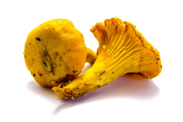 Pfifferlinge Pfifferling pilz pilze isoliert freigestellt auf weißen Hintergrund, Freisteller