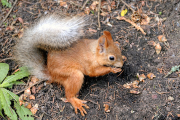 Eurasian red squirrel