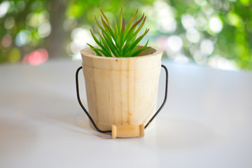 The small plant in wooden pot