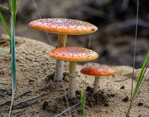 Agaric fly mushrooms
