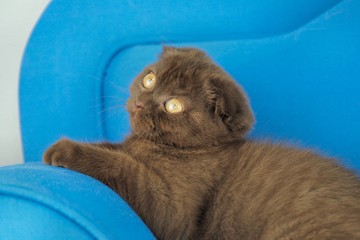 Portrait scottish british fold braun Katze sitzt auf blauem Sofa 