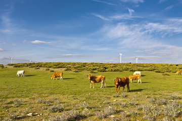 Vacas en El Pucheruelo