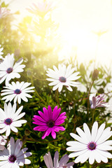 Osteospermum flowers at Sunny Day