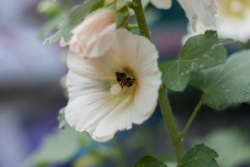 Bumblebee collects pollen from white convolvulus