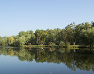 Fototapeta na wymiar autumn landscape lake in the city park
