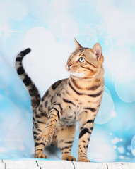 bengal male on blue background