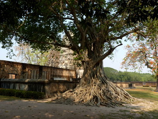Alleinstehnder Baum Wurzeln mit Ruine Tempel in Sukhothai Thailand
