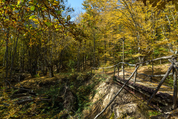 Obraz premium Autumn Landscape with yellow near Devil town in Radan Mountain, Serbia