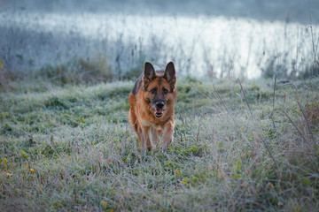 German Shepherd dog comes along lake shore in early frosty morning