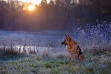 Obraz na płótnie Canvas German Shepherd dog sitting on lake shore in early frosty morning