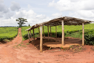Fototapeta na wymiar Ssezibwa, Uganda. 23 April 2017. Tea plantation. A wooden shed or a shelter is in the foreground.