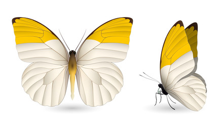 Fototapeta premium Set of colorful butterflies. Front and side view