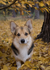 Dog breed Welsh Corgi Pembroke on a walk in a beautiful autumn forest.