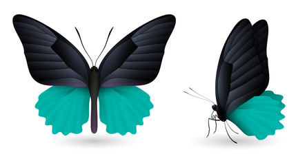 Set of colorful butterflies. Front and side view