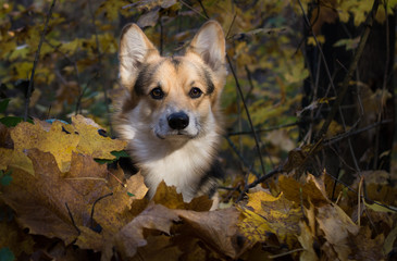 Dog breed Welsh Corgi Pembroke on a walk in a beautiful autumn forest.