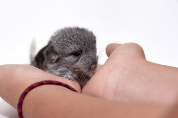 chinchilla cub of standard color