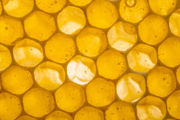 beecombs with honey in the detail - a macro photo