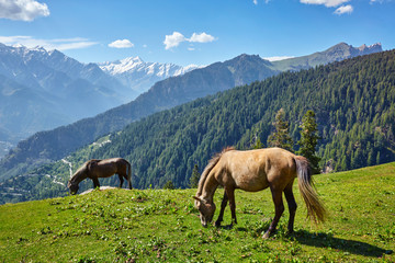 Fototapeta na wymiar Horses in mountains. Himachal Pradesh, India
