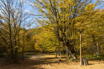 Autumn Landscape with yellow near Devil town in Radan Mountain, Serbia