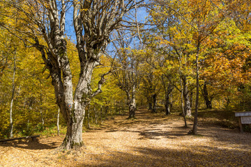 Fototapeta na wymiar Autumn Landscape with yellow near Devil town in Radan Mountain, Serbia