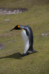 Königspinguine auf den Falklandinseln
