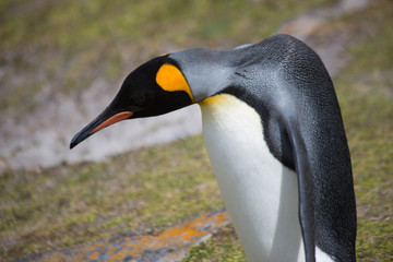 Königspinguine auf den Falklandinseln