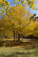 Fototapeta premium Autumn Landscape with yellow near Devil town in Radan Mountain, Serbia