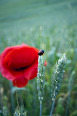 Poppy on flower