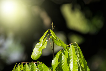 Obraz premium Young shoot of tree and green leaves with sunlight