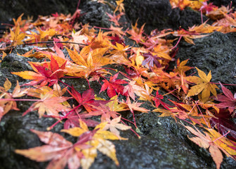 Maple leaves on the ground : Autumn in Japan