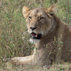 Portrait of face of young male lion lying in grass