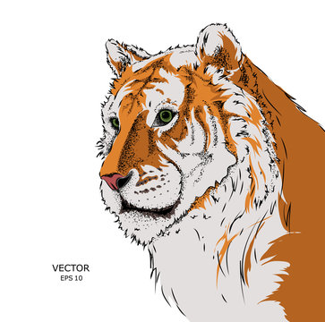 Portrait of a tiger. Can be used for printing on T-shirts, flyers and stuff. Vector illustration