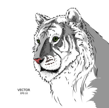 Portrait of a tiger. Can be used for printing on T-shirts, flyers and stuff. Vector illustration