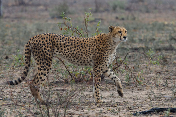 Full body portrait of cheetah in light rain
