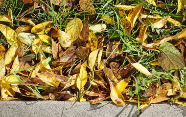 Tree leaves in autumn on the ground