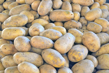Fototapeta na wymiar Tubers fresh potato background