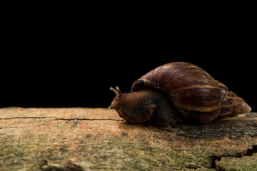 Close up view and dark shadow. Giant African Land Snail is on a bark with soft light in black background.
