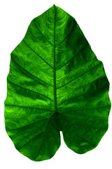 Colocasia culenta (L.) Schott. Close up view and dark green of leaves Elephant ear or Cocoyam with leaf pattern details isolated on white background.