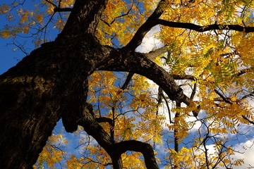 Arbre d'automne au bois de Boulogne , Paris, France