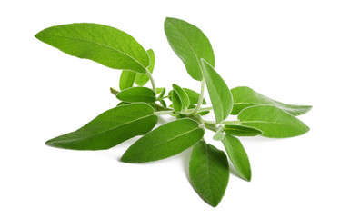 Fototapeta premium fresh sage sprig