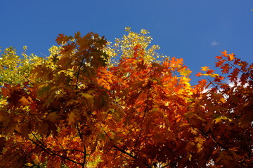 Automne à Paris, France
