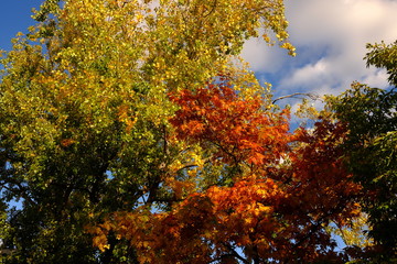 Automne à Paris, France