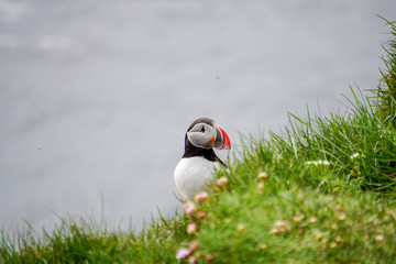 Puffin - 178684970