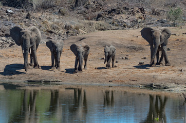 Elephant family reacting to crocodiles in water