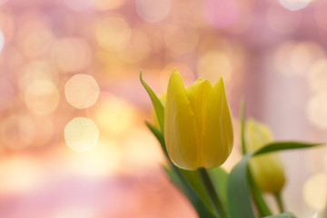 Yellow tulip flower on a pink background