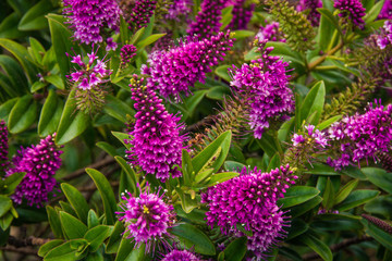 Profusion of purple Hebe flowers in spring in Cape Town, South Africa