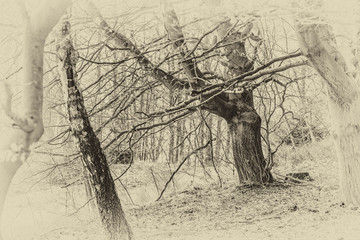 Fototapeta premium AlterBaum