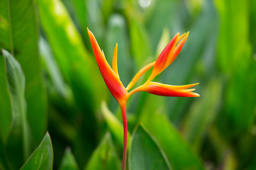 Yellow heliconia flower in the garden park for decoration landscape garden area with green leaves...