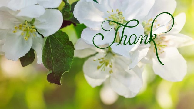 Written animation Thank you calligraphy lettering text with Ornate frame elements on blossoming tree background. Vintage and filigree decoration. Filigree divider animation Invitation